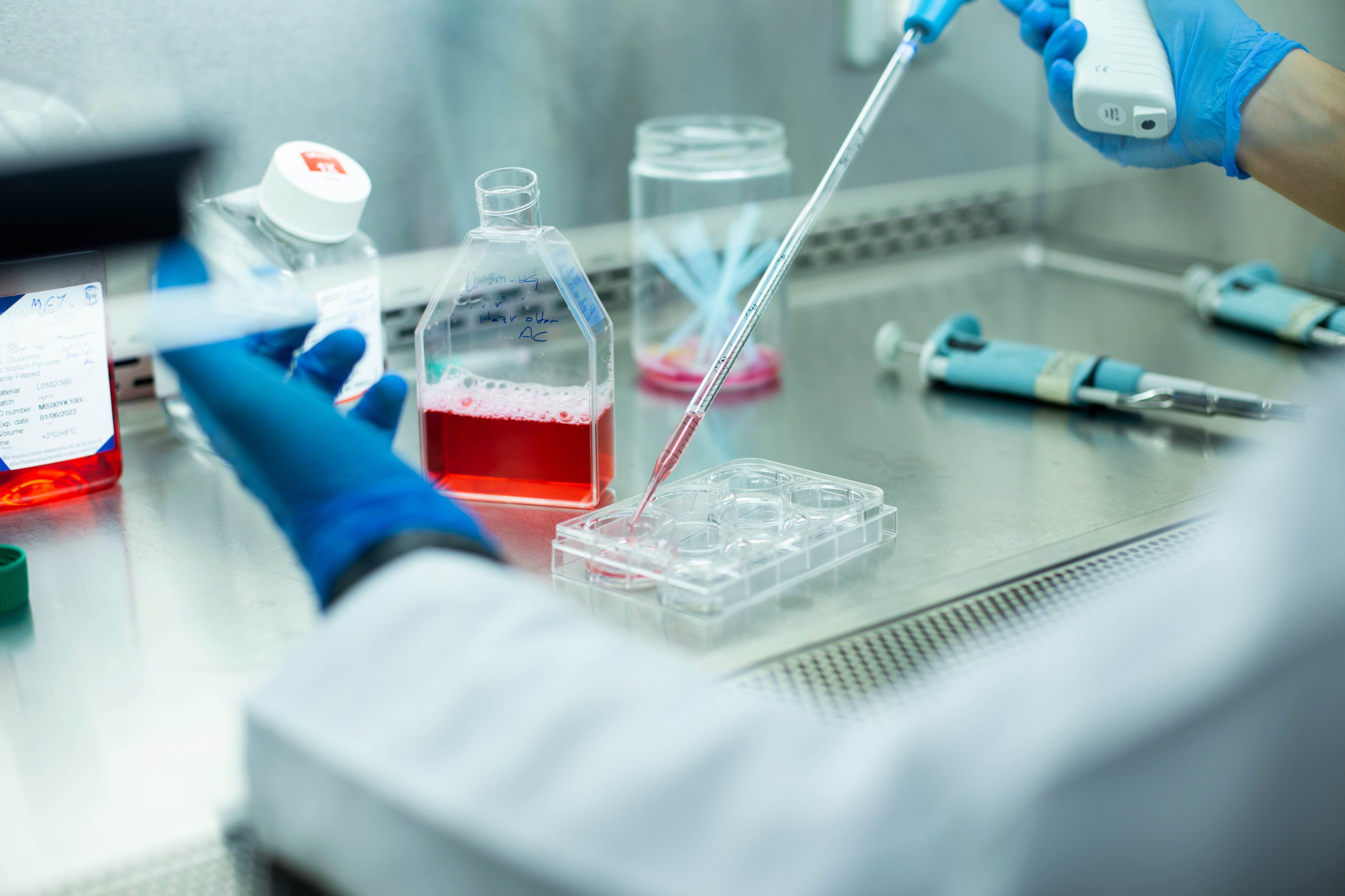 A laboratory setting showing a person in a white lab coat and blue gloves performing cell culture work. They are using an electronic pipette to dispense red liquid into a clear plastic multi-well plate. Several bottles containing red solution and other laboratory tools are visible in the background on a stainless steel surface.