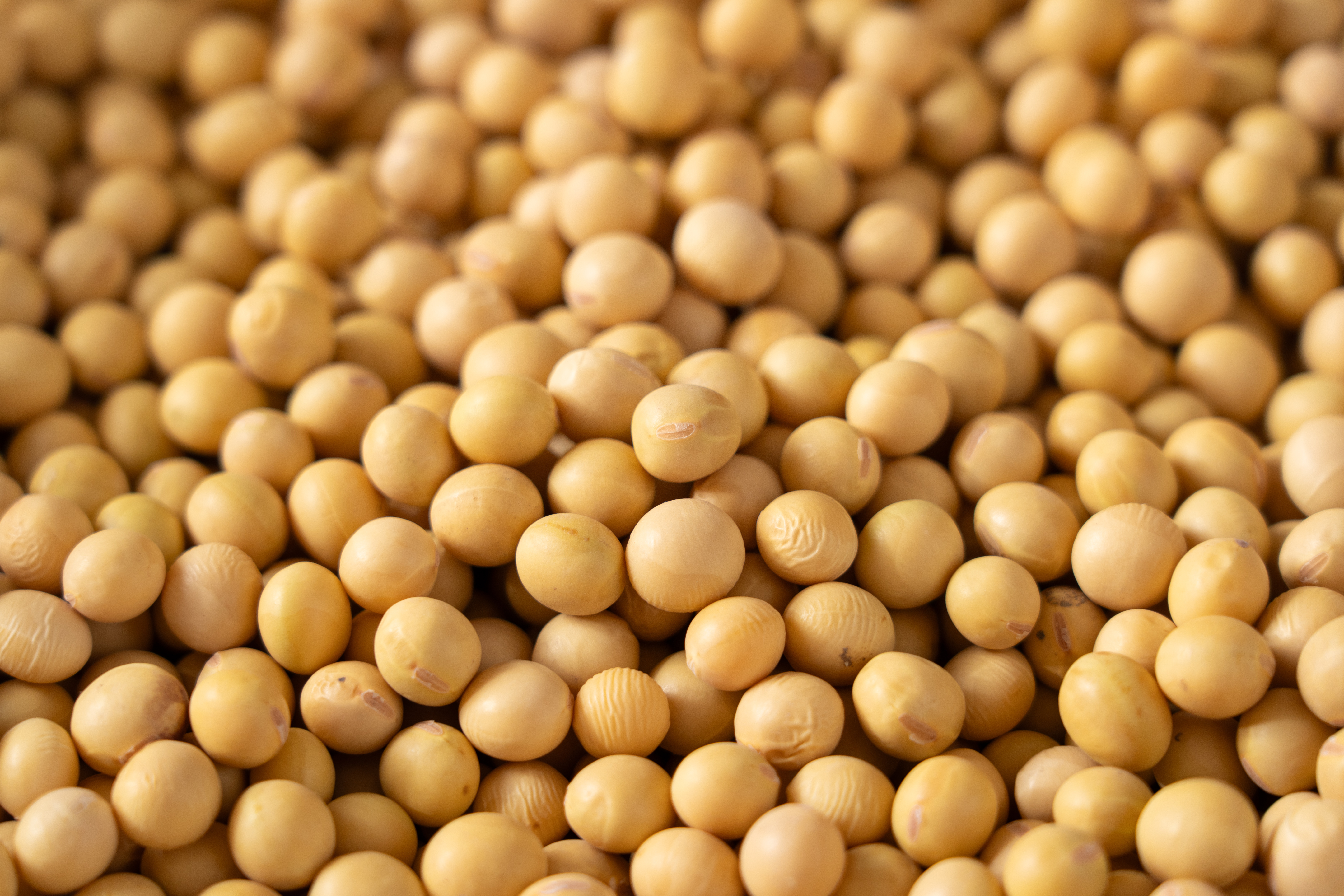 Close-up of dried soybeans